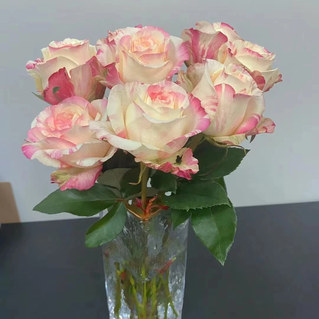 顺顺 霓裳玫瑰18支+2支防损 拍2单以上包邮已发货不支持退款