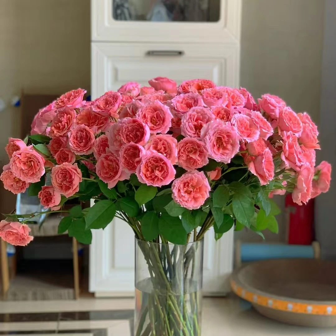 顺顺粉色啦啦队玫瑰9支+1支防损 拍2单包邮已发货不支持退款