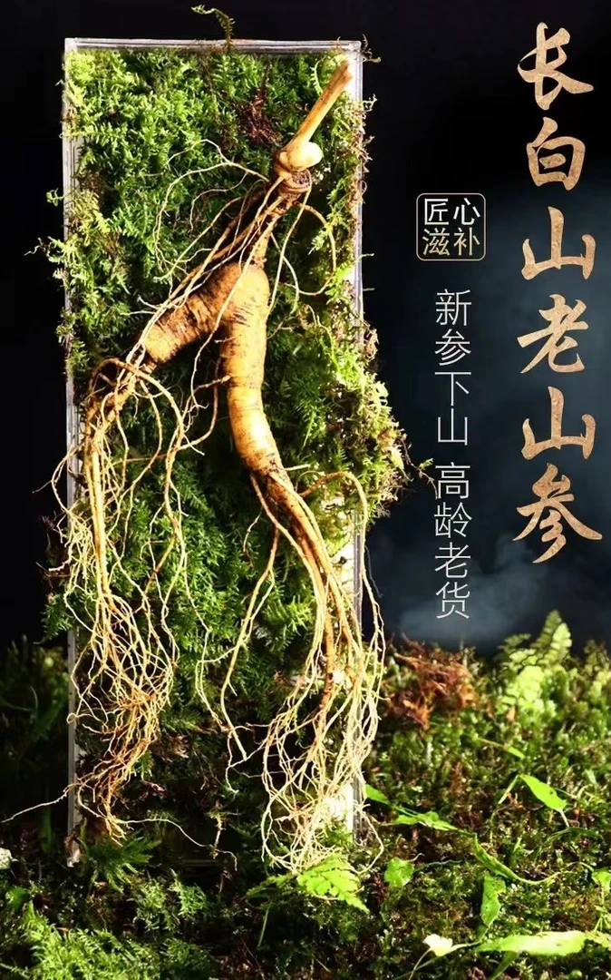 长白山15年足龄林下参  带土新鲜自然鲜参种植泡酒源头煲汤移山参