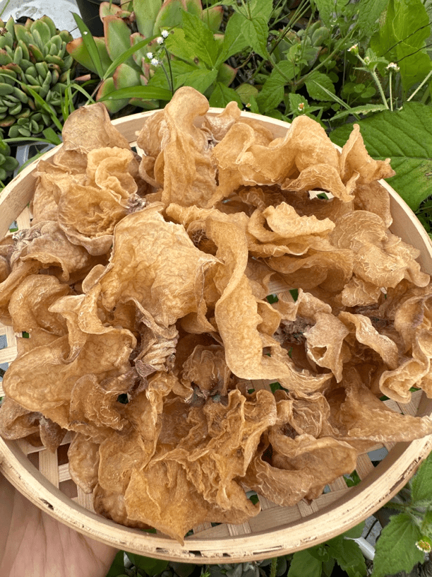 云南下山货，洋，度，耳