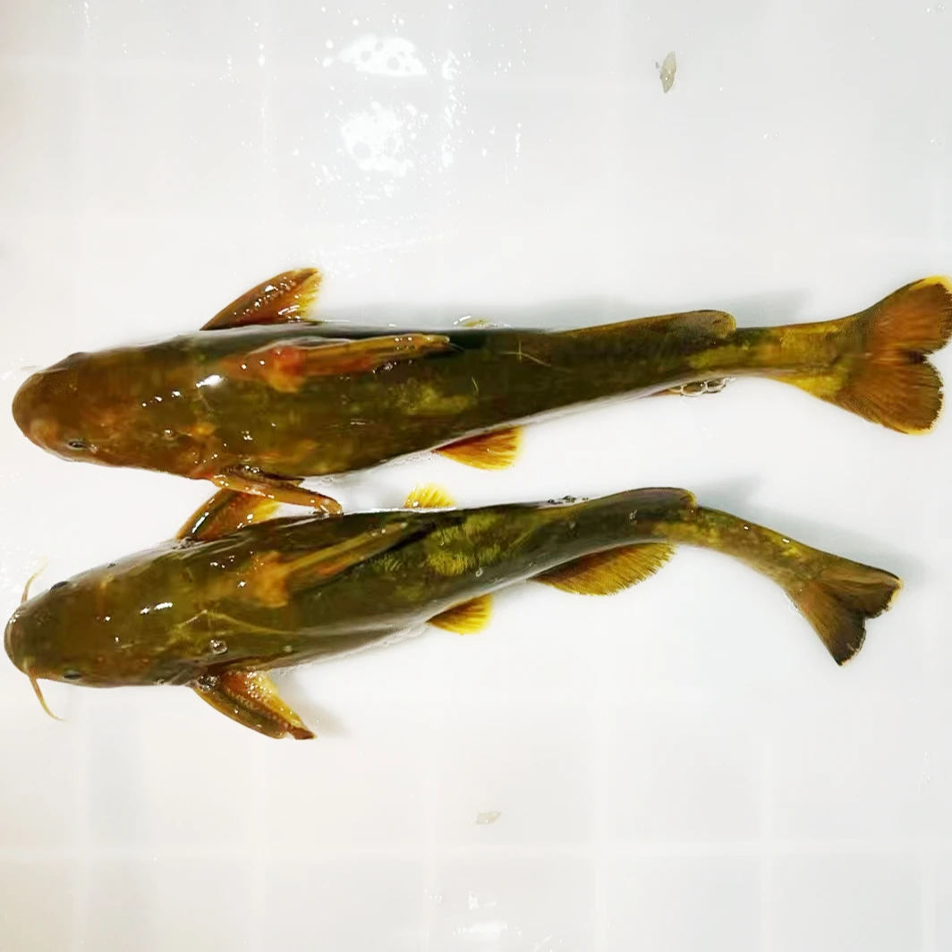 【顺丰包邮】鸭绿江牛尾巴鱼1500克包邮【保鲜不包活】