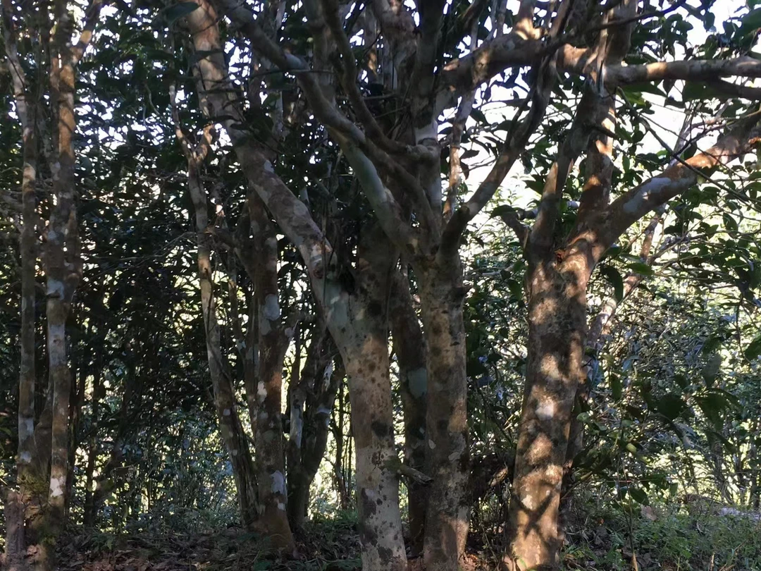 2020年刮风寨茶王树古树