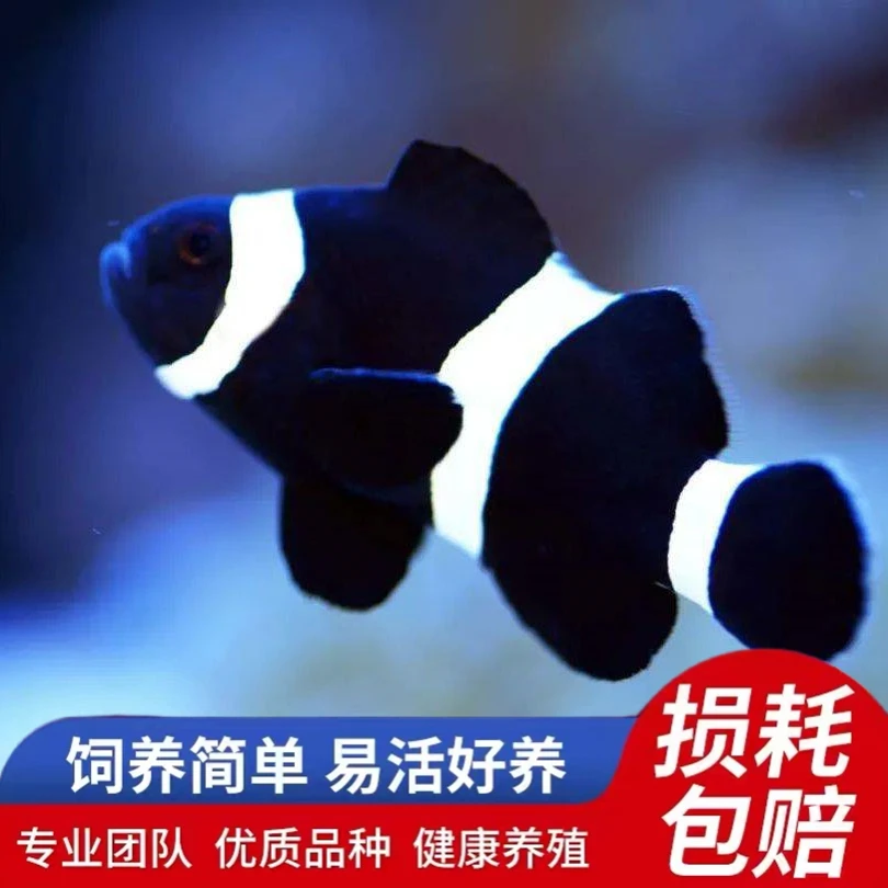 澳黑小丑鱼人工尼莫海水鱼公子奥黑透红毕加索熊猫雪印小型观赏鱼