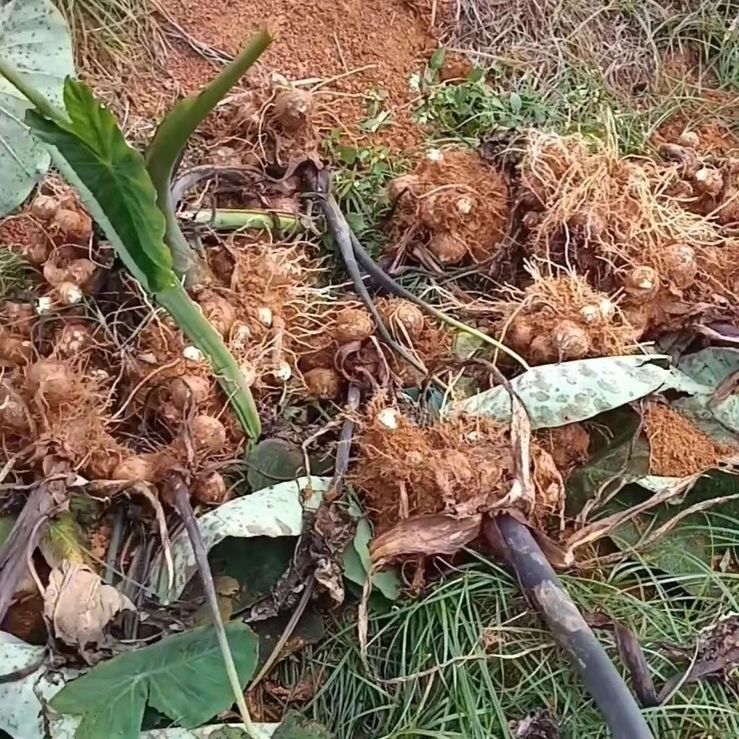 湖北恩施土特产新鲜牛奶芋头芋艿粉糯芋头农家自种现挖芋头