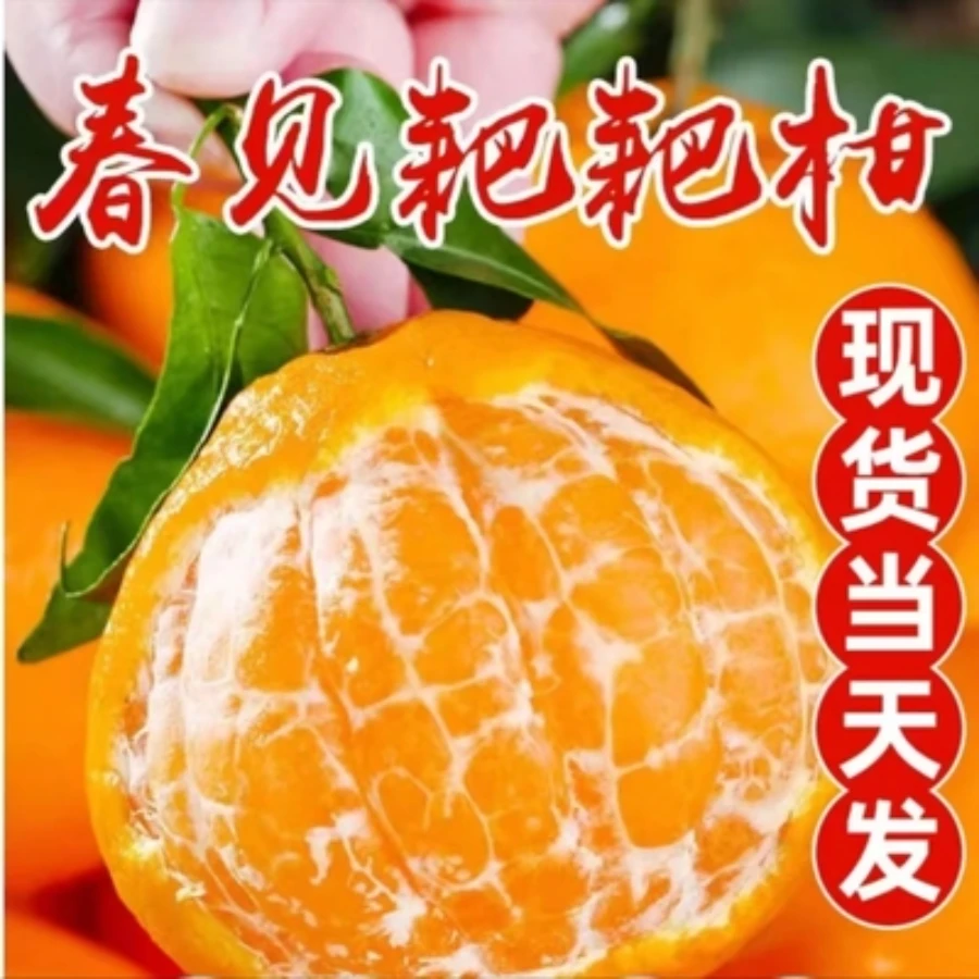 正宗四川春见耙耙柑大果5/8斤现摘粑粑柑新鲜孕妇当季果好吃多汁