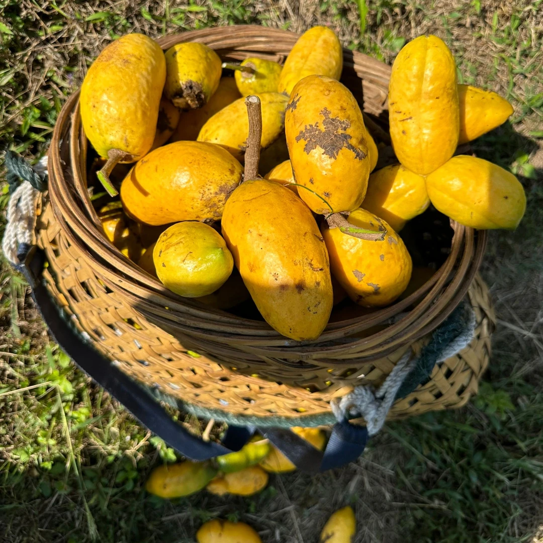 【特大果】箩藤包九月黄拿藤包野芒果稀有水果纯甜野果奇特预知子新鲜水果福建省