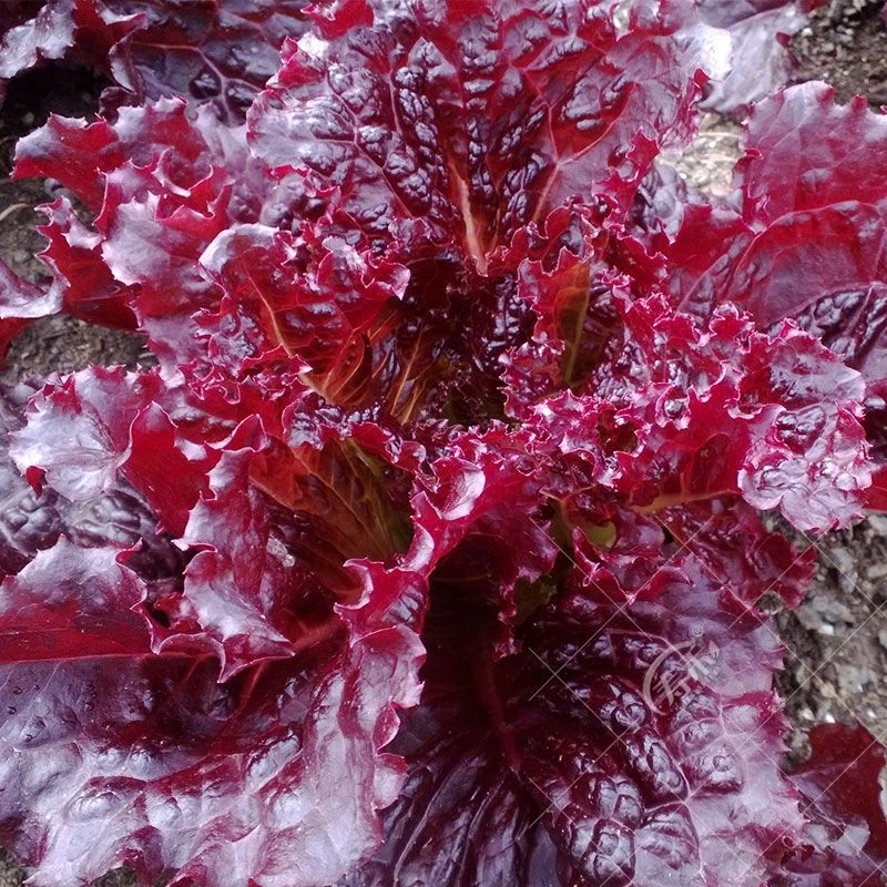 【紫叶生菜种子】红叶紫叶奶油阳台四季盆栽紫色蔬菜孑籽种菜籽紫