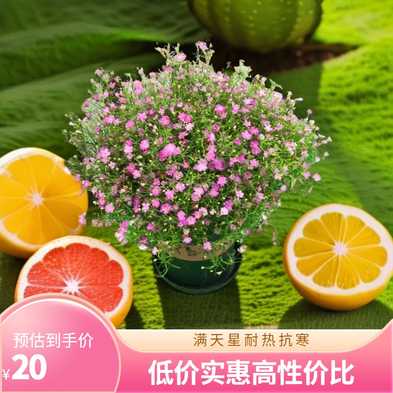 满天星耐热抗寒植物