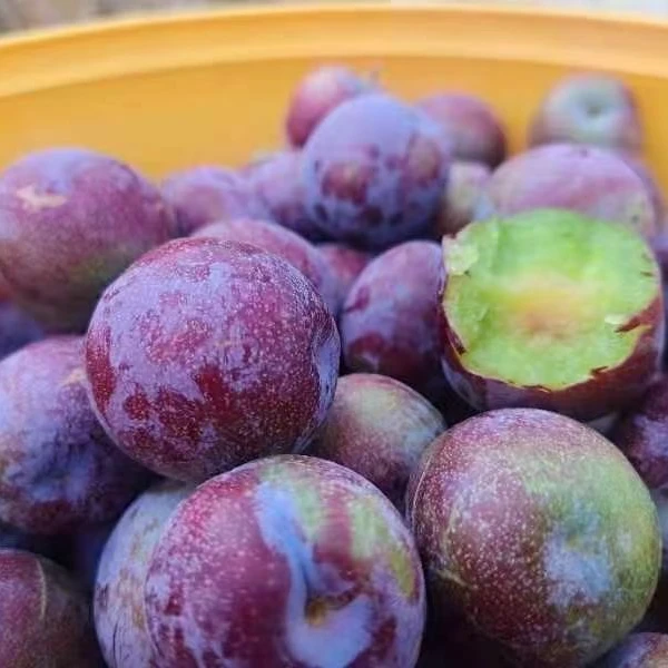 四川大凉山五月脆凤凰李脆甜多汁果园直发商超同等精品果甜脆爽口