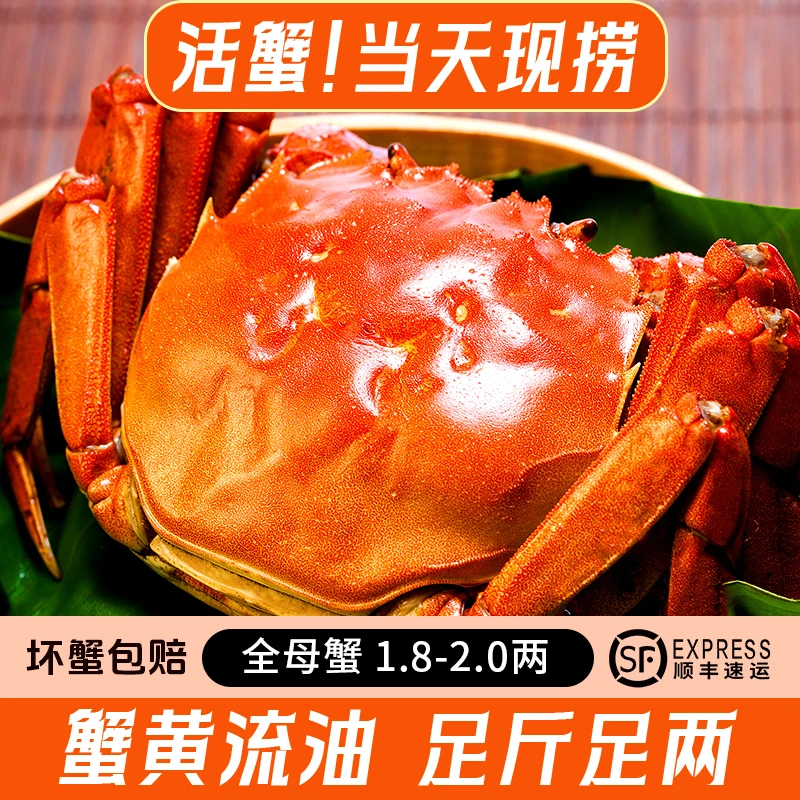 第二件0元【 活蟹 】精选大闸母蟹全母6只【1.8-2.0两】鲜活冷链