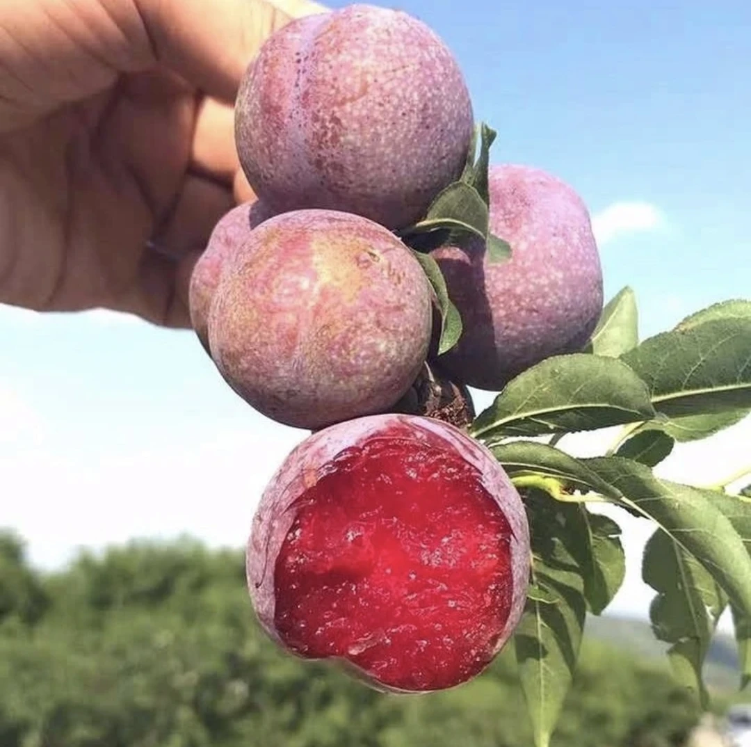 【新店福利】现摘新鲜正宗红心红肉芙蓉李酸甜多汁孕妇水果非三华李
