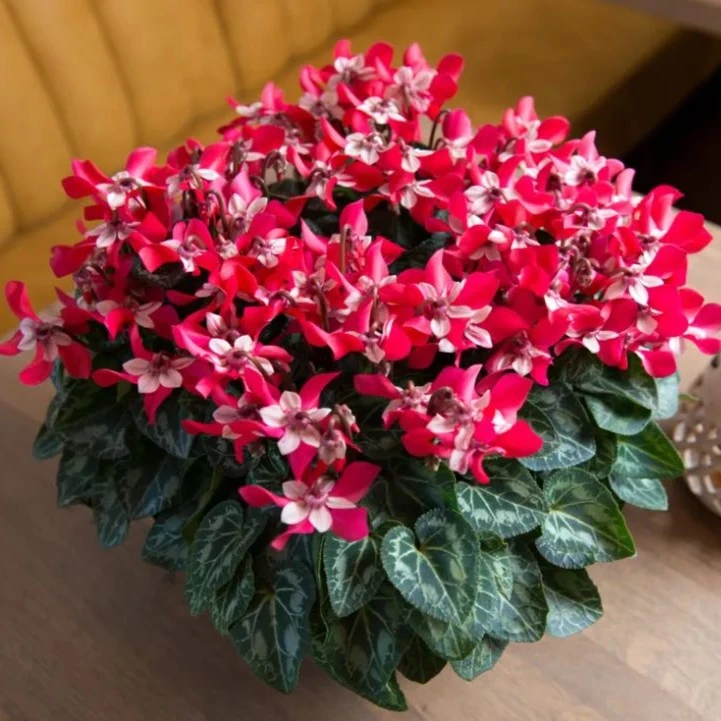 BLD/贝利得【蝶衣仙客来】客厅阳台花量大开花能手花期长好养带花