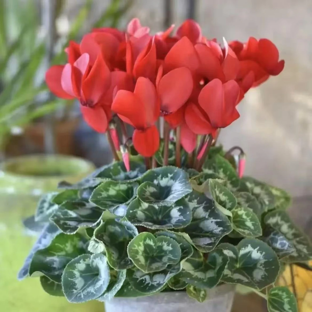 【哈里奥~叛逆红】仙客来大盆带花发货过年花