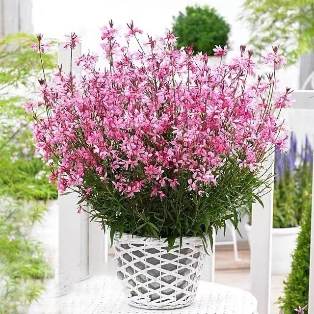 BLD/贝利得【千鸟花】山桃草仙气飘飘花期长花量大阳台庭院