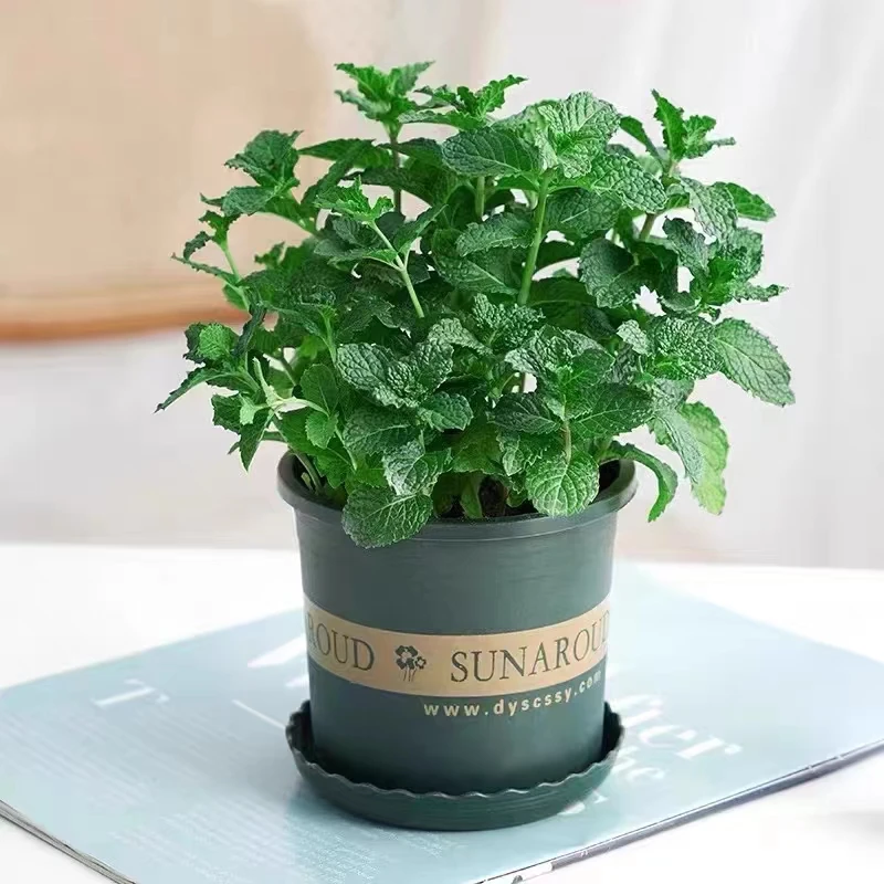 【香草植物】薄荷罗勒盆栽多年生可食用清新盆栽阳台庭院驱蚊