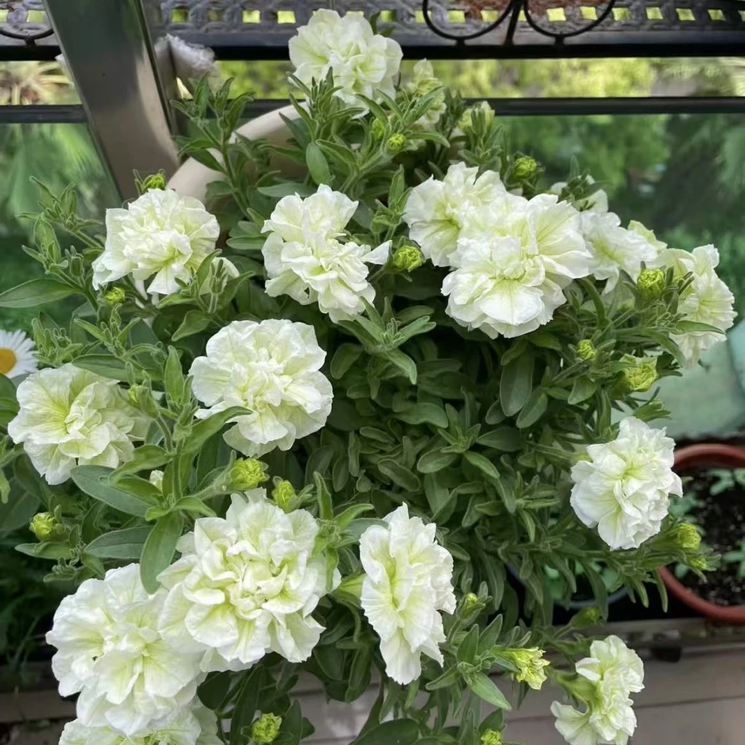 BLD/贝利得【矮牵牛]】可垂吊花期长花量大阳台庭院