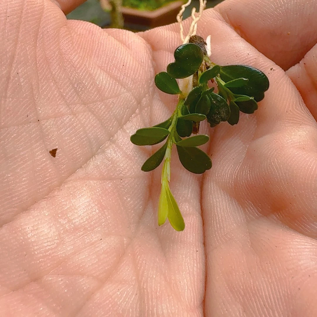 我想去吃东西的了