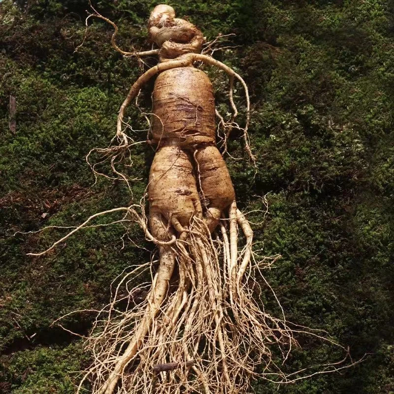 【长白山半斤1支老人参】参龄10年新鲜现挖带土发货顺丰空运1支包邮