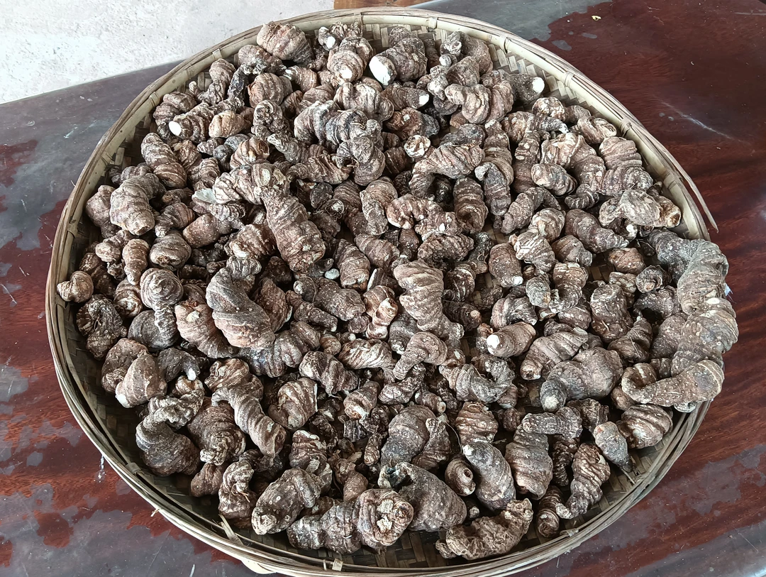 云南雷哥高原滇罿楼