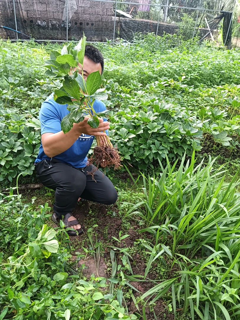 云南雷哥山货七叶一枝花