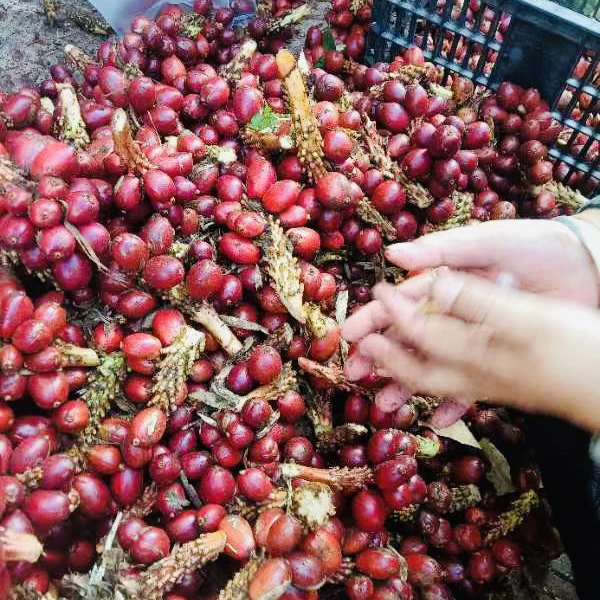 云南普洱草果（新鲜）