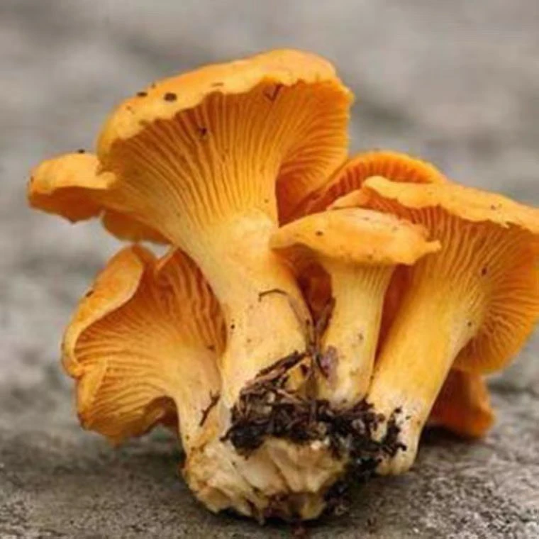 野生鸡油菌、云南野生菌、云南农夫食用农产品1袋