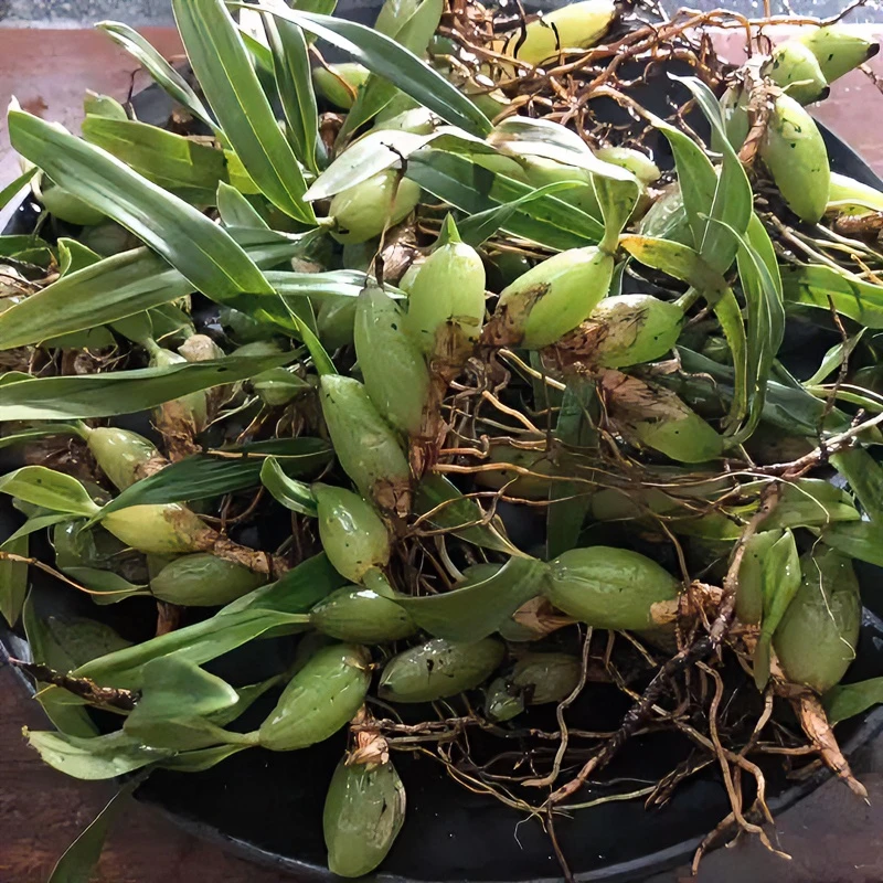 【闽生宝】高山石壁石橄榄 果上叶 双叶小果 单叶小果