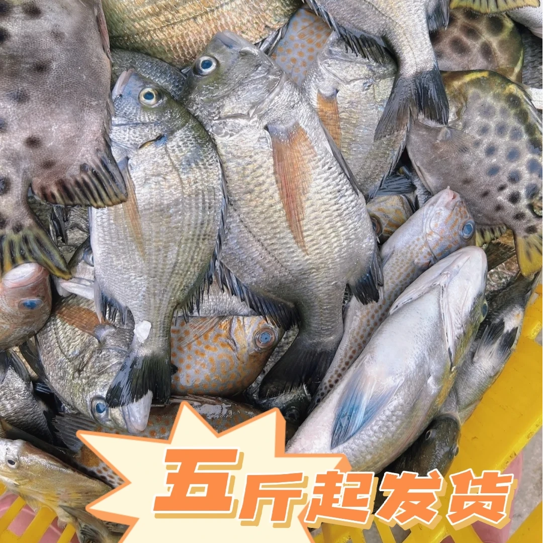 杂鱼（黑腊鱼），直播间改价上链接