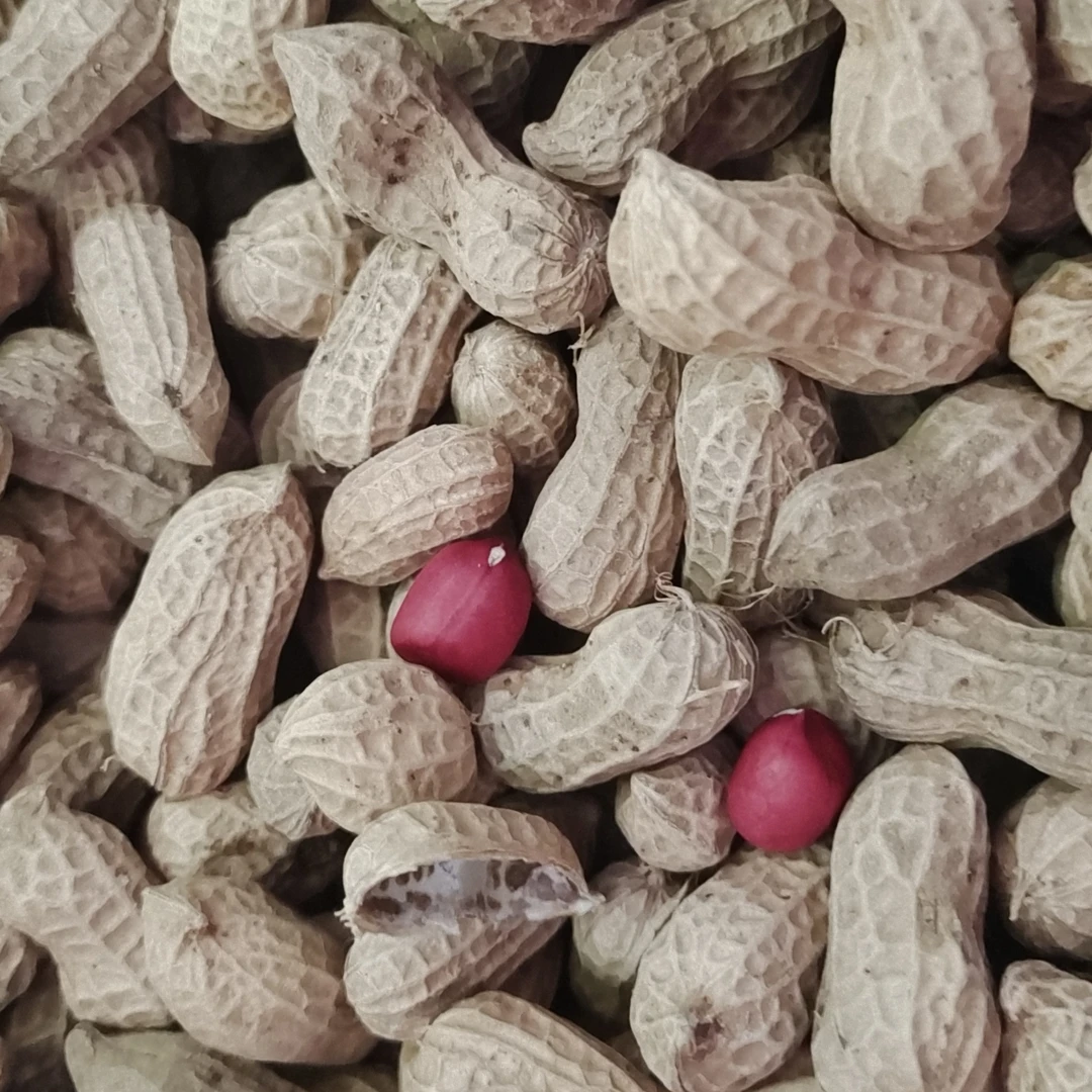 农村本地花生红花生