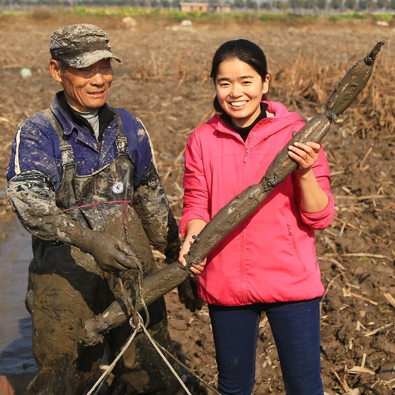 洪湖王文娟煲汤莲藕4斤湖北粉藕消费主张报道青泥巴湖藕带泥发货