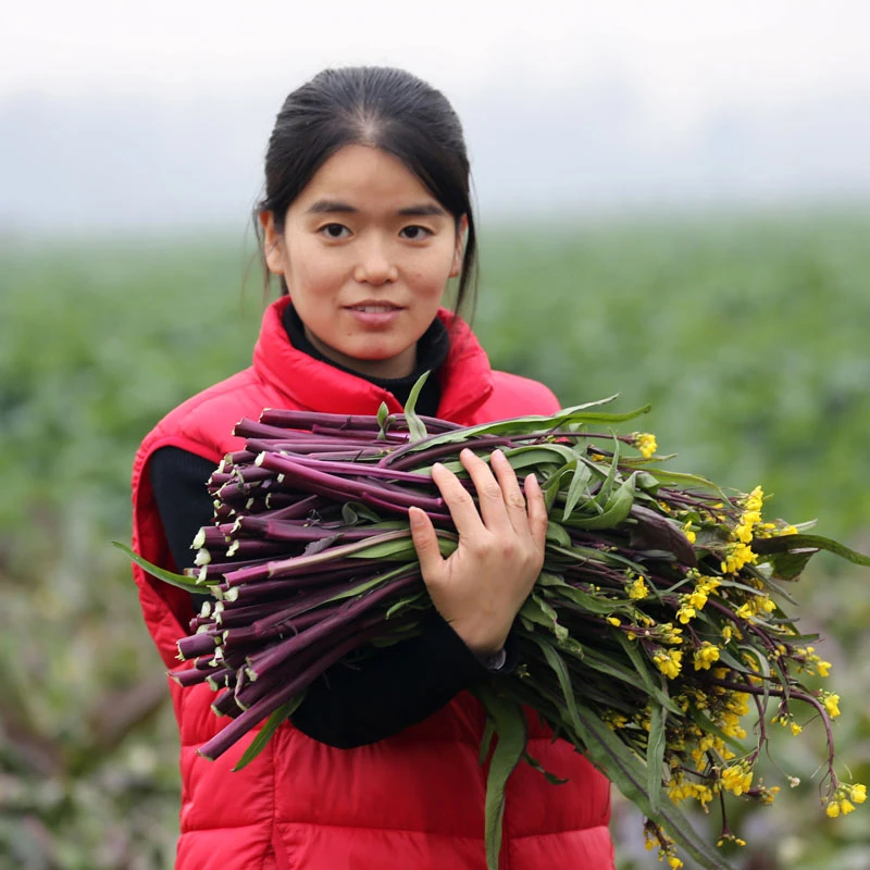 洪湖王文娟新鲜菜薹4斤洪山红菜苔现摘现发湖北蔬菜
