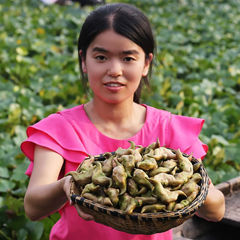洪湖王文娟新鲜老菱角4斤水栗子粉菱角棱角菱果凌果2000g牛角顺丰