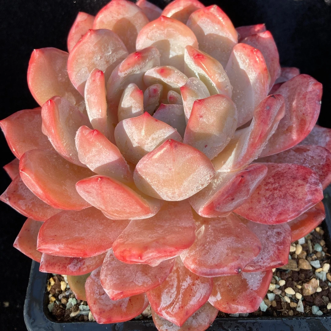 匠心园艺多肉植物 满38元包邮非偏远
