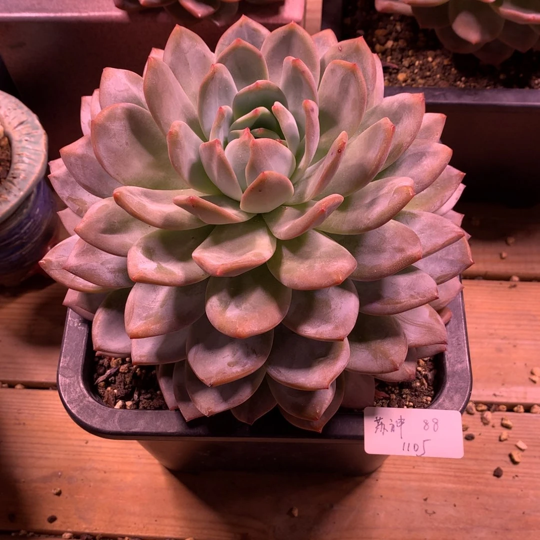 苏*1105-橙子大单头（苏神