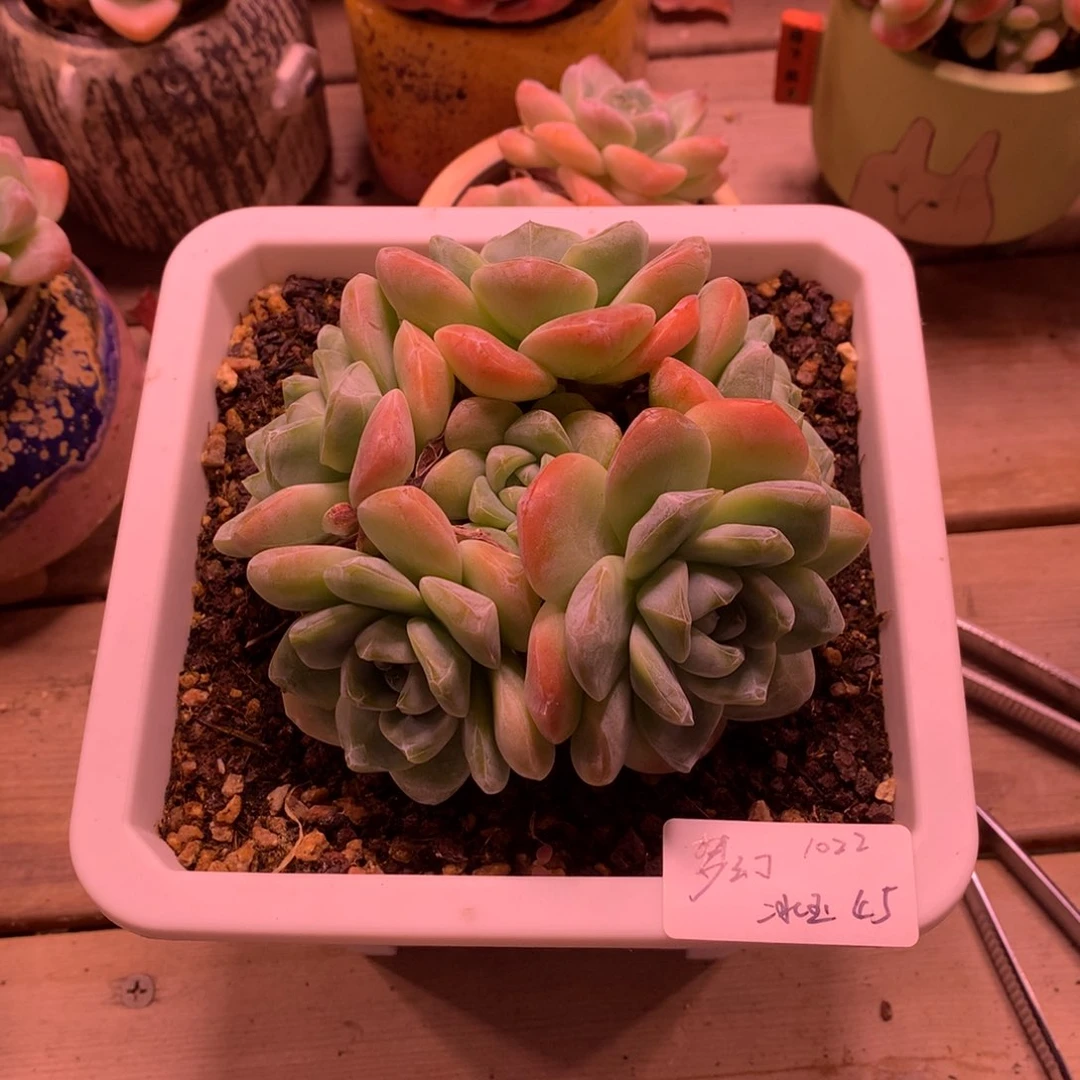 梦*1022-冰玉群（梦幻