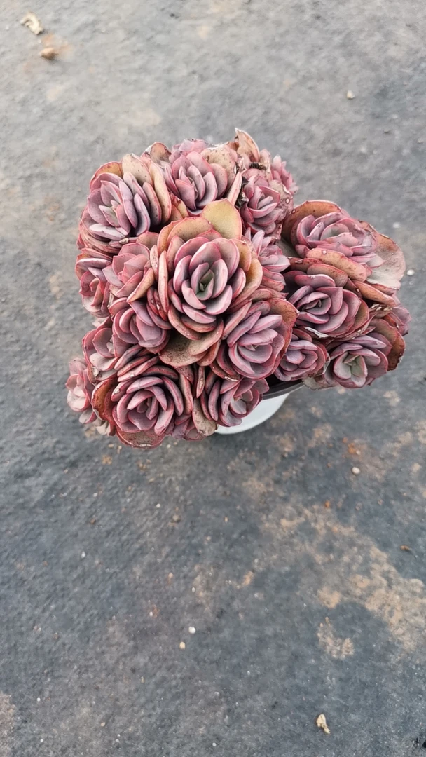 秀妍 多肉植物  好看好养