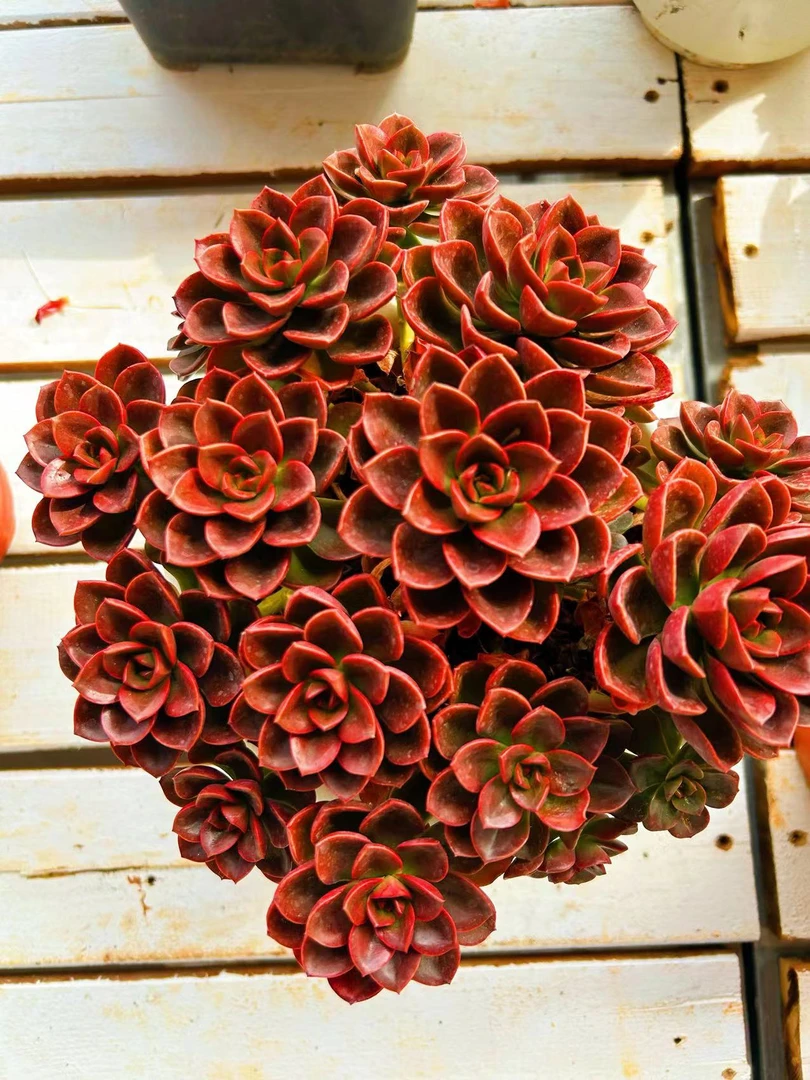整装巧克力 多肉植物 带盆带土 好看好养