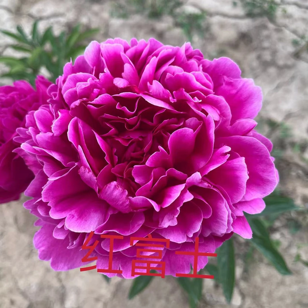 进口芍药     红富士