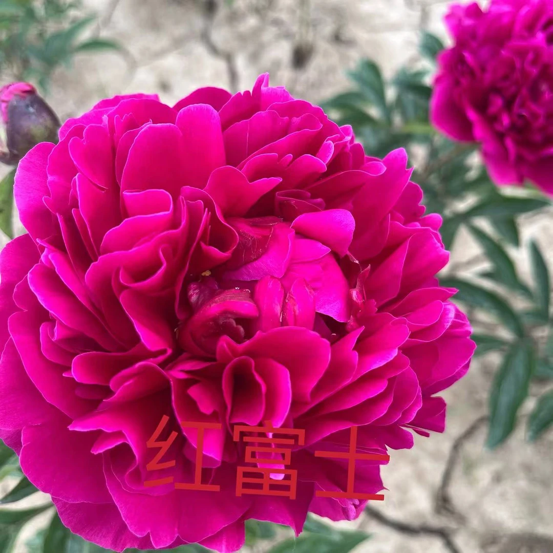 福利款A    进口芍药  红富士+蓝富士