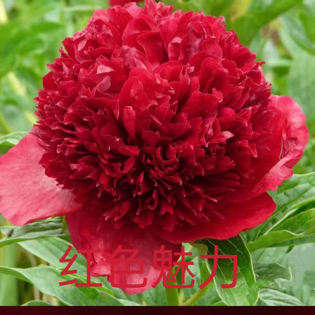 进口芍药花     红色魅力