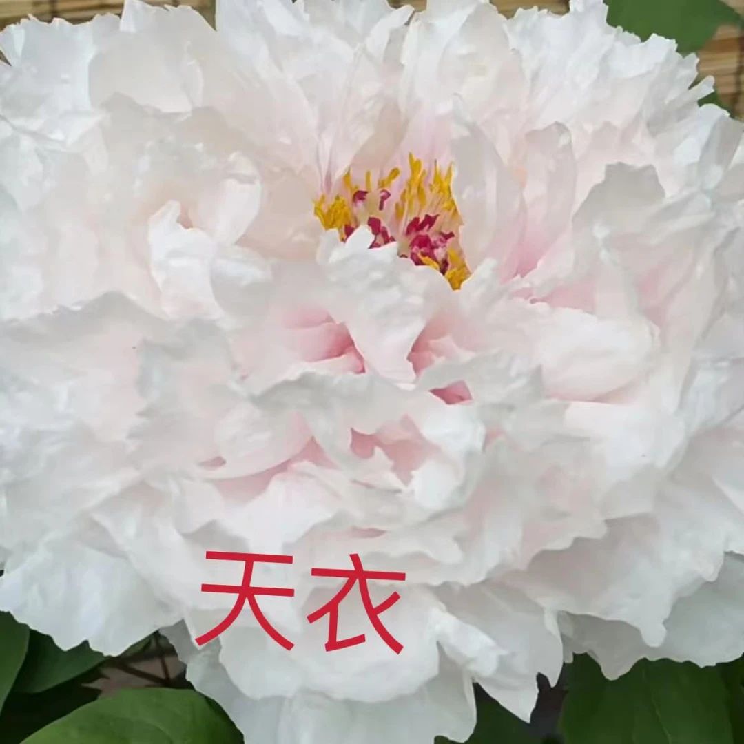 精品观赏牡丹     天衣