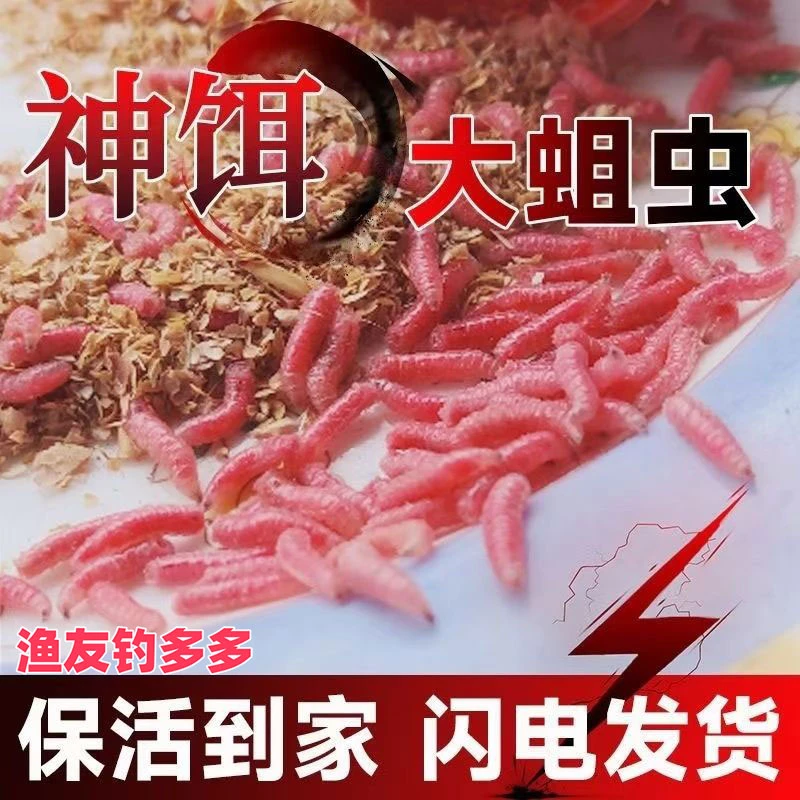 包邮鲜活大蛆虫钓饵野钓鱼饵综合钓饵红蛆钓鱼饵活蛆腥香爆护神饵