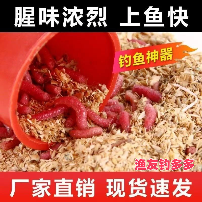 冬季野钓神器工厂直发鲜活红虫红色大蛆虫鱼饵香腥强诱鱼活饵蛆虫
