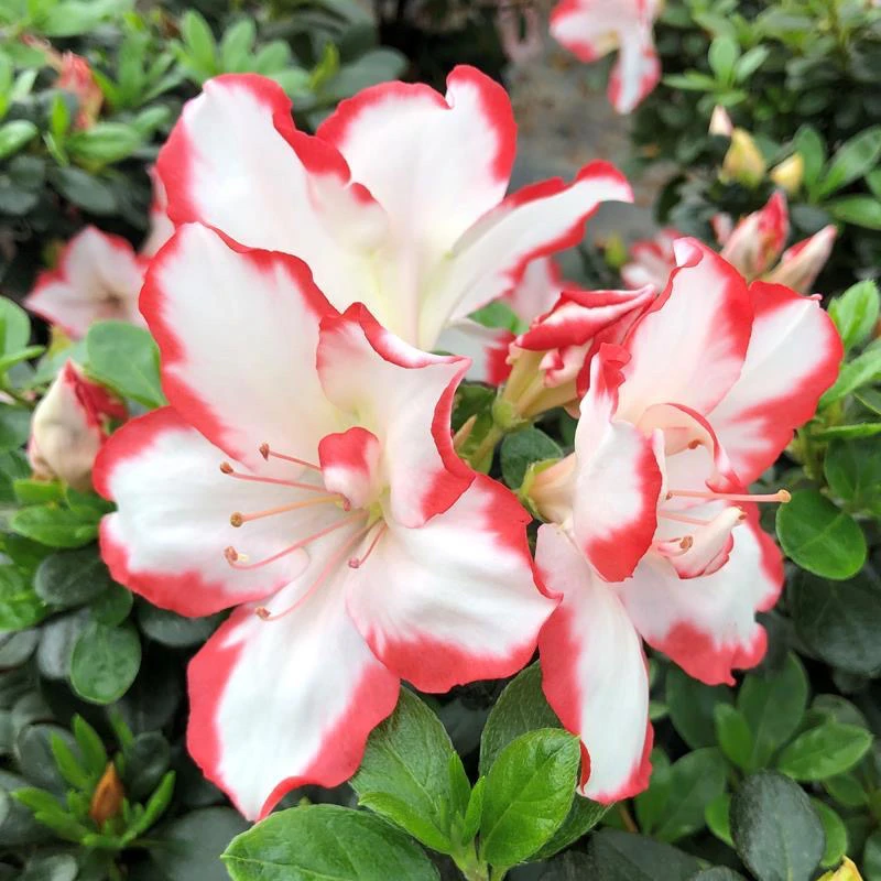 彩钻红唇百合杜鹃稀少品种四季开室内外盆栽花原盆原土发货