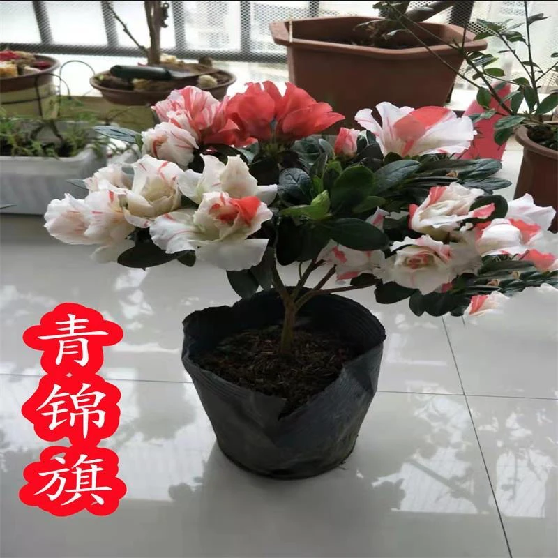 青锦旗一棵多色花神奇品种开大多花一年四季开好养易活