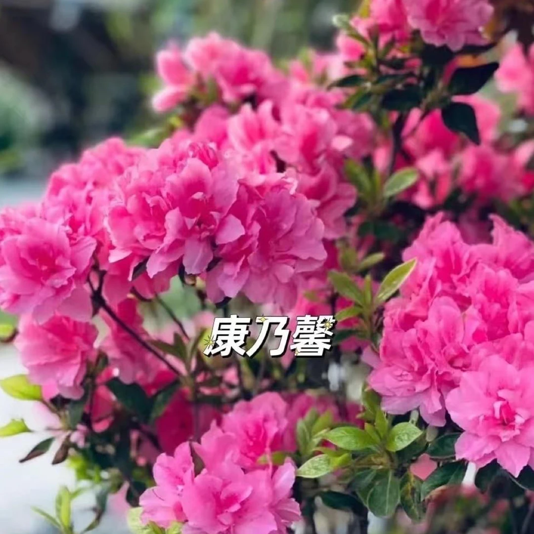 安库杜鹃康乃馨带满树花苞发货
