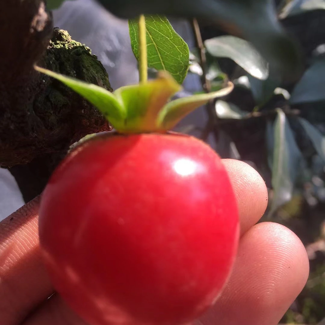 灌木金弹子绿植，直播链接