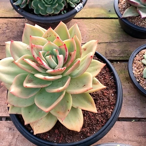 美肉特价活动开始啦