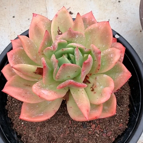 美肉特价活动开始啦