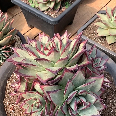 美肉特价活动开始啦